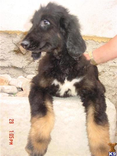 Afghan Hound Puppies for Sale